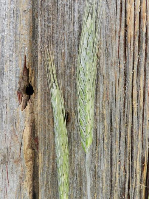 WHEAT GRASS   GREENS